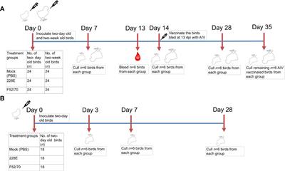 CD4+TGFβ+ cells infiltrated the bursa of Fabricius following IBDV infection, and correlated with a delayed viral clearance, but did not correlate with disease severity, or immunosuppression
